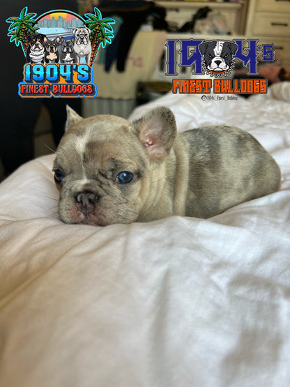 Female French Bulldog