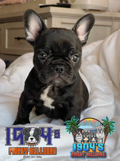 Female French Bulldog