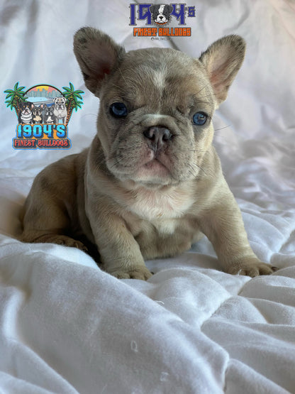 Female French Bulldog