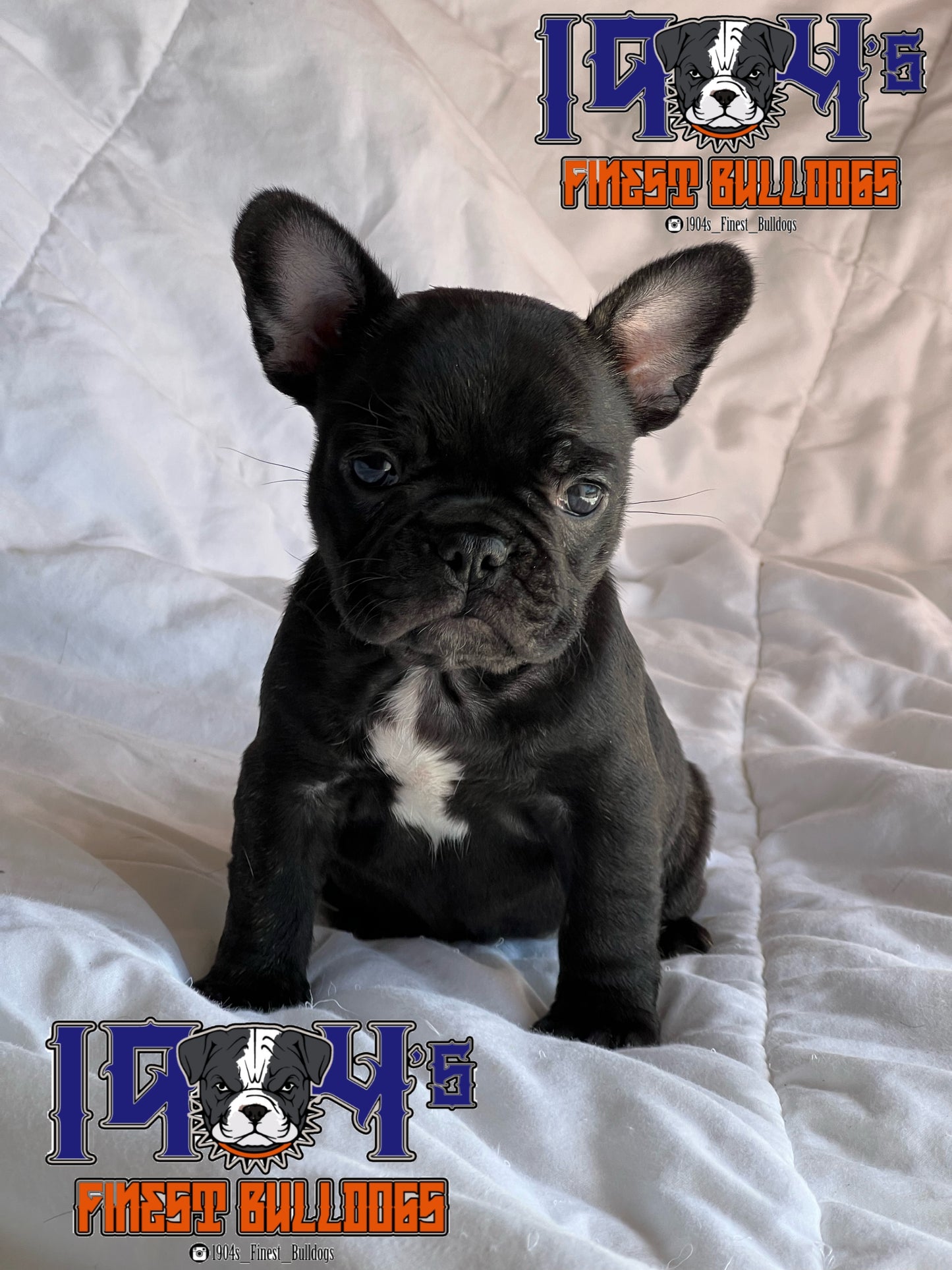 Female French Bulldog