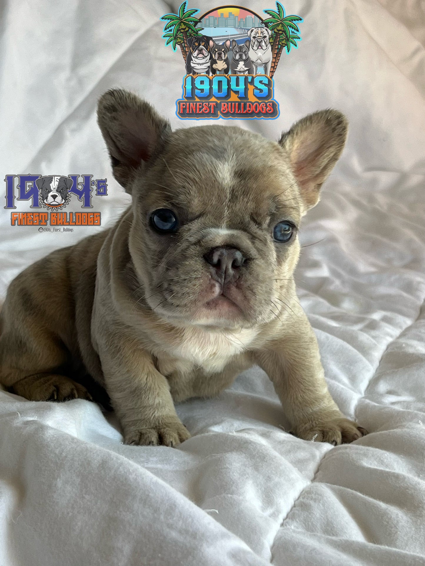 Female French Bulldog